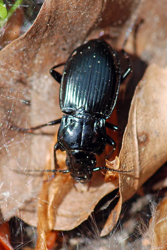 Coleottero da ID: Pterostichus burmeisteri